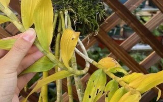 怎么养石斛，水分要一次性的给饱