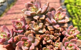 姬胧月多肉有没有毒，全株上下不含有一点毒性