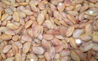 什么是海瓜子，属于贻贝科、肌蛤属软体动物