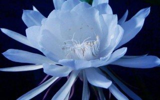 昙花的吃法，可熬汤也可冻冰后食用