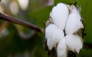 运H171棉花种简介,转基因抗虫棉常规品种