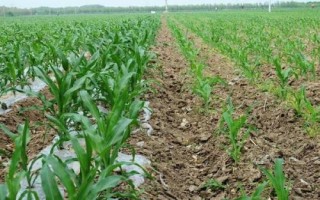 民和9玉米品种的特性，适宜密度为4000株/亩左右