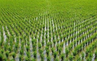 畾优1068水稻种子特征特性,晚稻全生育期114.5天