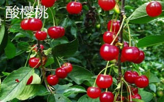 樱桃树开花是什么颜色的,会开白色的花朵