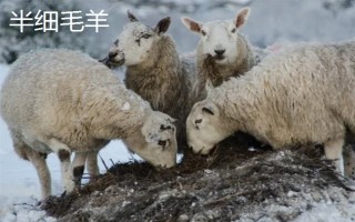 羊的繁殖性能介绍，不同品种的繁殖能力有区别