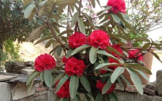 马缨花有什么特点，花朵多数生长在树枝顶部