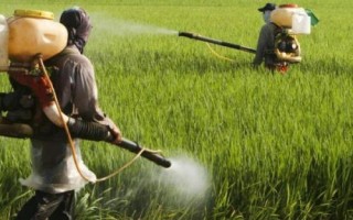 噻虫嗪可以防治哪些害虫,比吡虫啉更有优势
