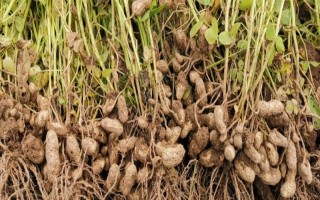 花生病虫害防治方法，常见病害有茎腐病、根腐病等