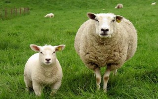 羊酸中毒如何快速解毒，要根据中毒原因来治疗