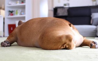 狗狗会得糖尿病吗，狗最常患I型糖尿病