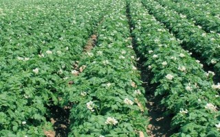 马铃薯晚疫病有什么症状，叶片发病会出现暗绿色水渍状斑点