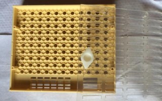 免移虫育王盒的如何使用，先放到蜜糖水中浸泡2-4小时