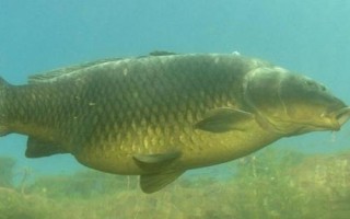 青虾和鱼怎么混养，长成小虾才能投放鲢、鳙等鱼种