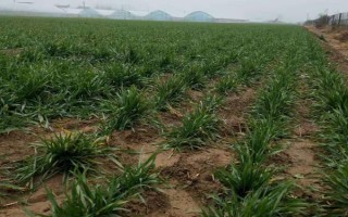 小麦越冬期间为什么会死苗，可能是气候差、品种不耐寒等原因造成