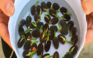 迷你睡莲的播种方式，浸种前须进行人工破口