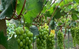 阳光玫瑰和晴王葡萄的区别，晴王葡萄是地理标志产品