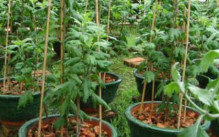 扶郎花怎么种植,播种后要养在通风阴凉处