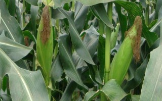 普田3号玉米品种简介，普通玉米品种