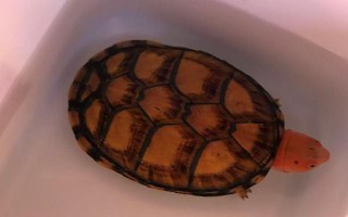 红面蛋龟的外形特点，背甲椭圆形、脸部具红色花纹