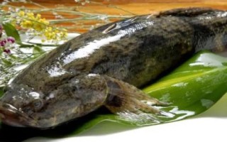 笋壳鱼是什么鱼，属淡水鱼类