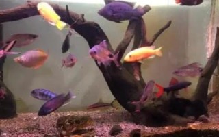 黑玛丽鱼能和什么鱼混养,可以与红绿灯鱼、月光鱼、斑马鱼等混养