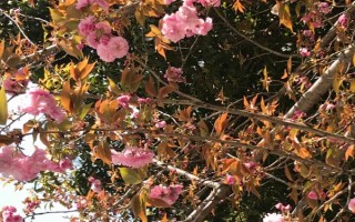 樱花树掉叶子的原因和解决方法，可能是季节变化或虫害影响等