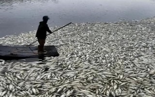 鱼塘缺氧的原因，高温、饲养密度大、淤泥过深等因素均会造成