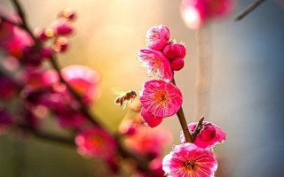 梅花如何繁殖，可嫁接、播种、扦插和压条繁殖