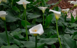 马蹄莲花变绿怎么处理，可更换盆土