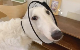 拽狗尾巴的后果,可能会遭到攻击