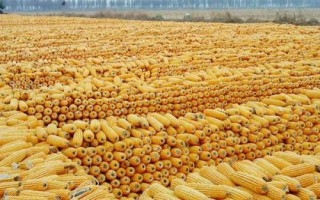 晋农玉39玉米种子特点，适宜播期4月下旬至5月上旬