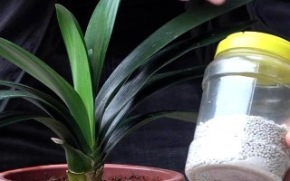 君子兰叶子蔫了如何处理，需要管控光照和浇水等