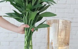 富贵竹的浇水方法，遵循不干不浇、浇则浇透的原则