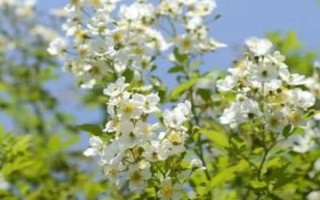 荼蘼花有什么花语,悲伤、最后的美、感情消散皆是它的花语