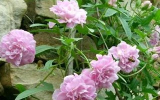 藤牡丹的养殖方法，生长期和花期每隔2-3天浇一次水