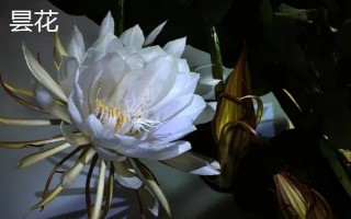 黑暗之花有哪些,常见彼岸花、双生花、黑百合等品种