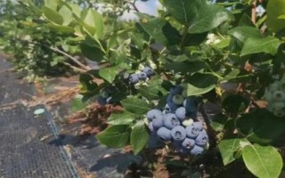 蓝莓的产地,我国的产地主要在东三省