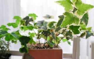 常青藤的价格，会受到地区、季节、品质等条件的影响