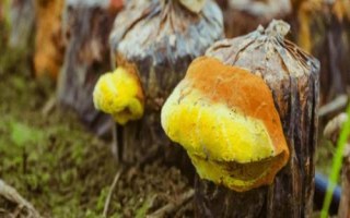 桑黄怎么种植，发菌期间每天要通风半小时