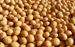 东豆100大豆种子介绍，4月下旬至5月上旬播种