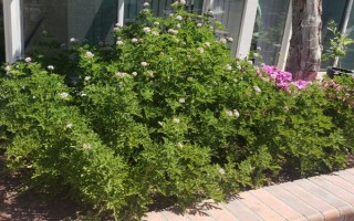 驱蚊草的盆栽方法，生长期和盛花期要定期追施肥液