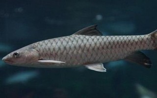 中华倒刺鲃与光倒刺鲃有什么区别，中华倒刺鲃的体态近似鲤鱼