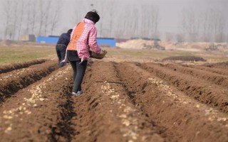 马铃薯晚疫病有什么症状，叶片发病会出现暗绿色水渍状斑点