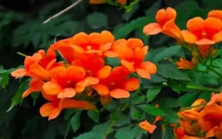 凌霄花的种植条件，在春秋季及时防治蚜虫