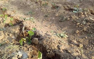 红薯的收获时间，通常是在9-11月份左右