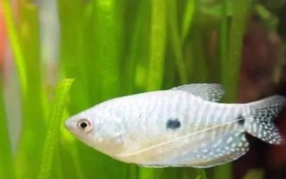 曼龙鱼能和什么混养，能和月光鱼、红箭鱼等混养