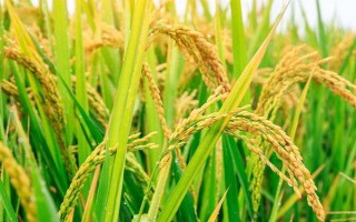 金粳667水稻种子简介,粳型常规水稻品种