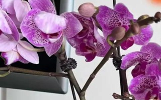 蝴蝶兰花蔫了是什么原因及解决方法,可能是温度太高或氮肥过多等