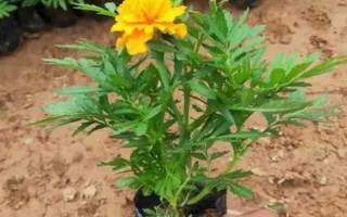 孔雀草的发芽时间，通常为播种后10天左右