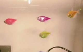 鱼缸无法见光有没有影响，不利于观赏鱼发色和发育